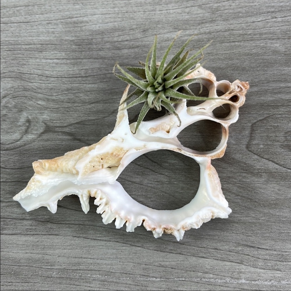 🌿Air Plant in a Shell🌿